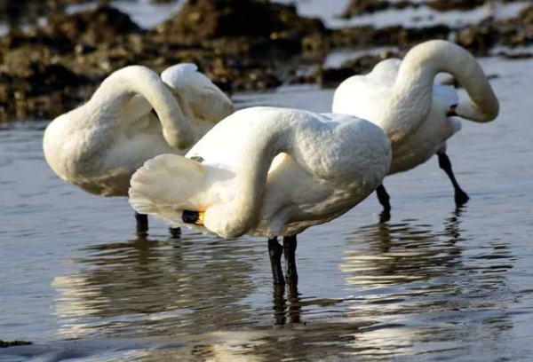 Gracious swans dance at E China's Shandong