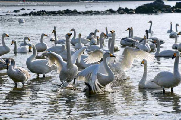 Gracious swans dance at E China's Shandong