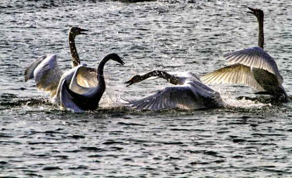 Gracious swans dance at E China's Shandong