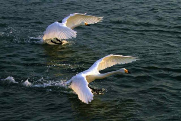 Gracious swans dance at E China's Shandong