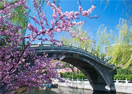 Enjoy springtime in Jinan, Shandong province