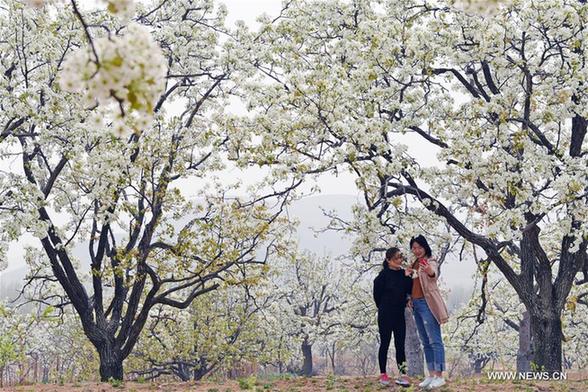 Pear blossoms and peach blossoms bloom in Shandong