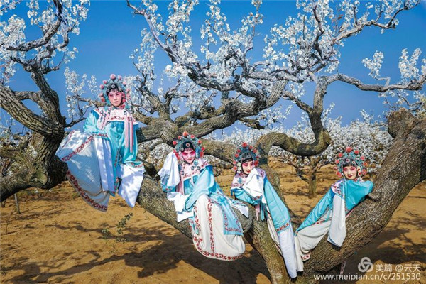 In pics: when Peking Opera meets pear blossoms