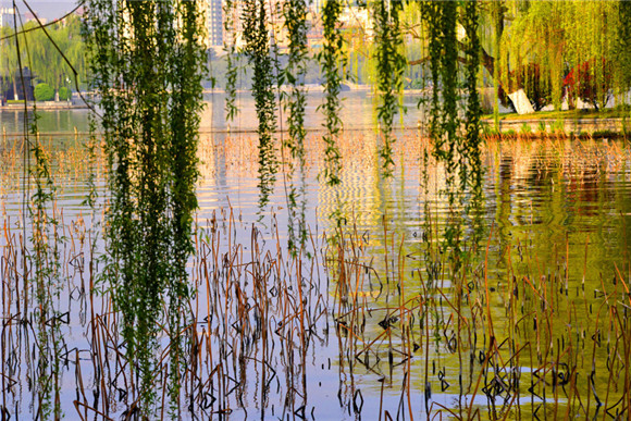 Spring pours colors into Daming Lake