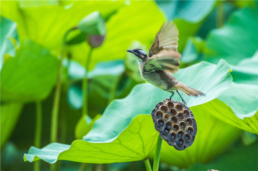 Lotus flowers delight in Shandong