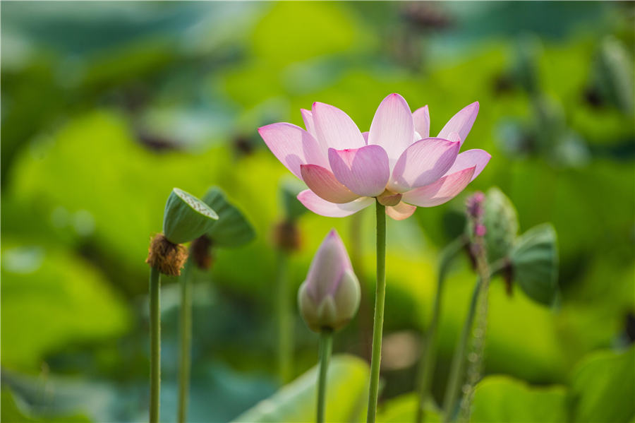 Lotus flowers delight in Shandong