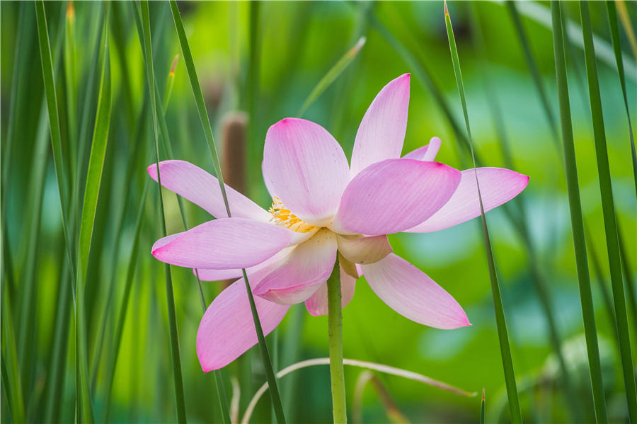 Lotus flowers delight in Shandong