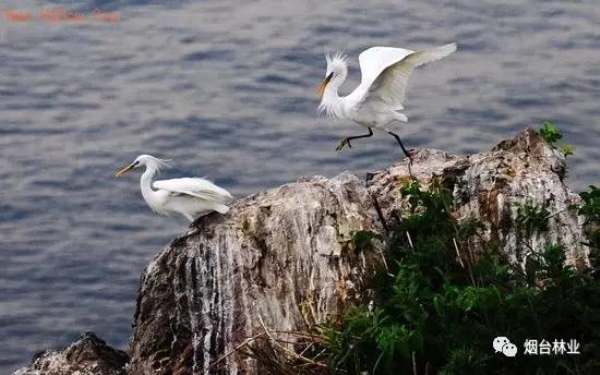 Changdao Island becomes home to yellow-billed egrets