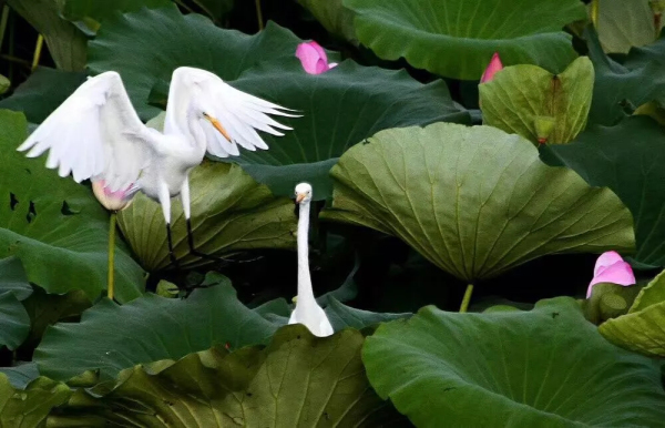 In pics: flocks of egrets seen near Neijia River in Yantai