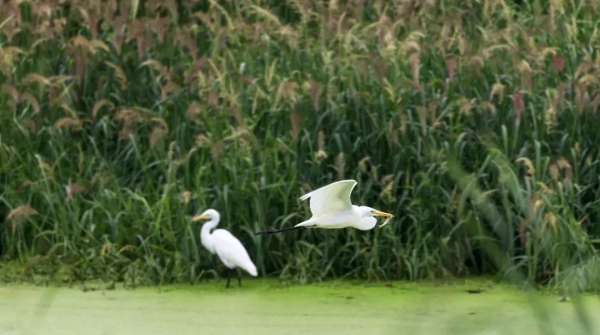 In pics: flocks of egrets seen near Neijia River in Yantai