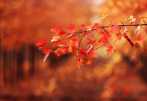 Maple forest scenery in East China's Shandong