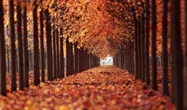 Maple forest scenery in East China's Shandong