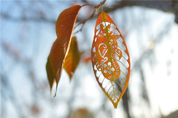 Qingdao students make creative leaf art