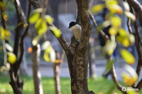 Discover Shandong University through foreign students' lens