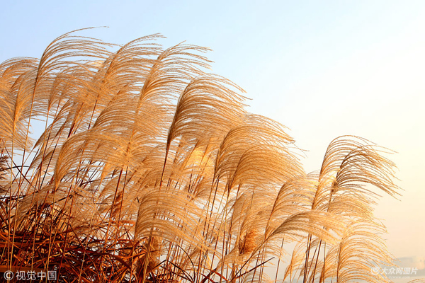 Reed flowers bring early winter charm to Rongcheng