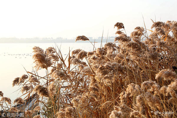 Reed flowers bring early winter charm to Rongcheng