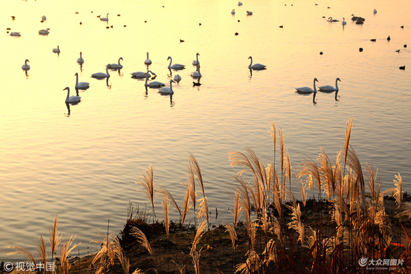 Reed flowers bring early winter charm to Rongcheng