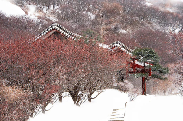 In pics: Snowfall graces Mount Tai