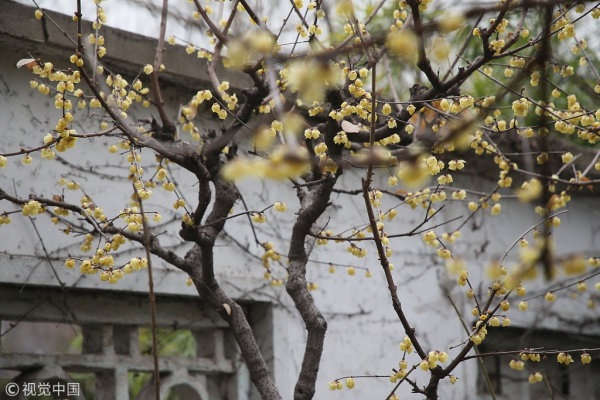 Plum blossoms seen at Jinan Baotu Spring Park