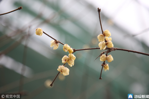 Plum blossoms seen at Jinan Baotu Spring Park