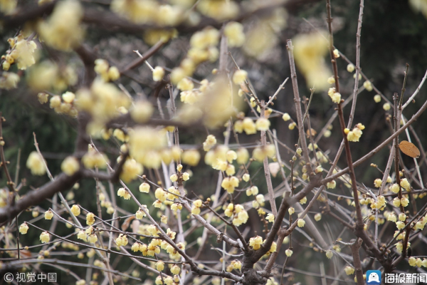 Plum blossoms seen at Jinan Baotu Spring Park