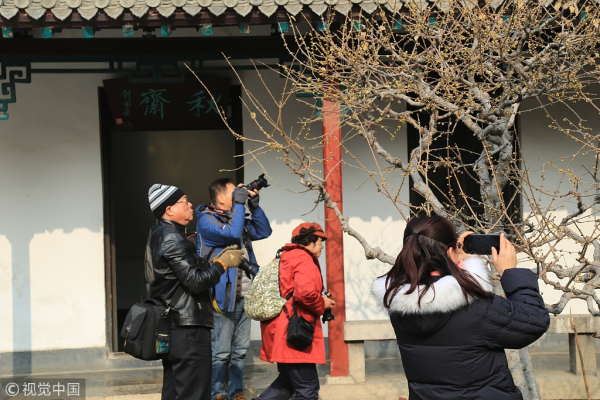 Plum blossoms seen at Jinan Baotu Spring Park