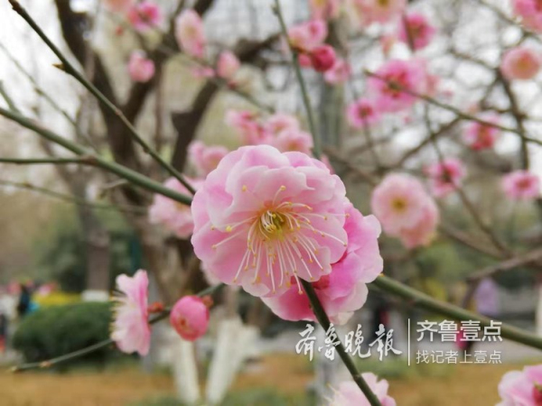 Blooming flowers lend charm to Five Dragon Pool