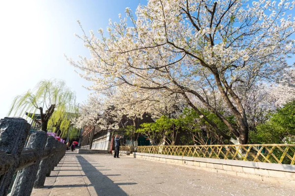 Time to enjoy various flowers in Jinan