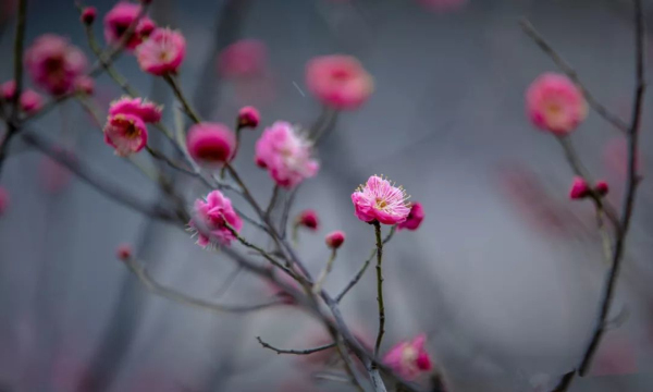 Time to enjoy various flowers in Jinan