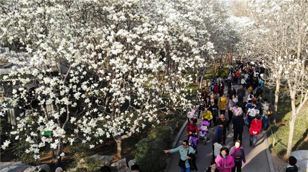 Spectacular magnolia flowers on show at Jinan Baihua Park