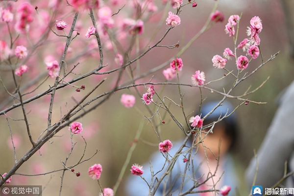 Plum blossoms breathe life to Shandong University