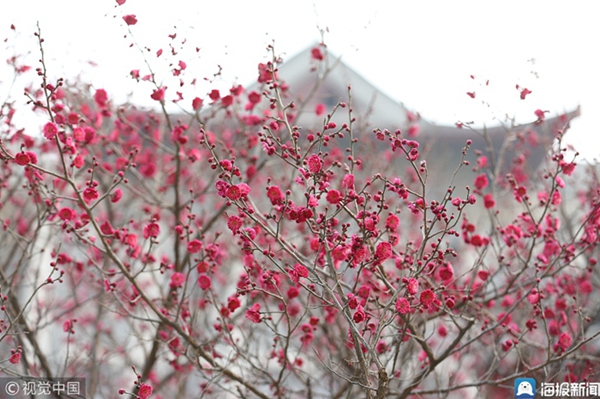 Plum blossoms breathe life to Shandong University