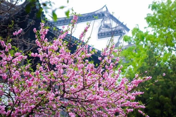 Early spring scenes full of life in Taierzhuang ancient town