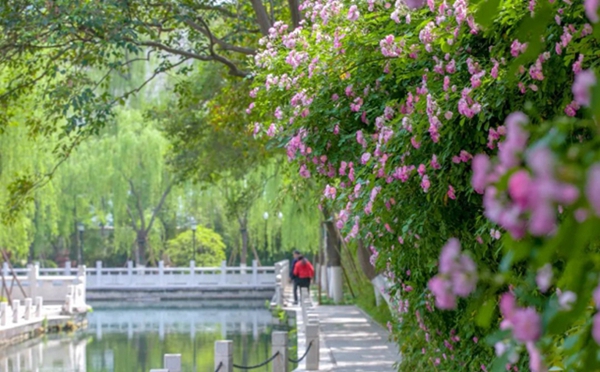 Blooming Chinese roses add beauty to Jinan