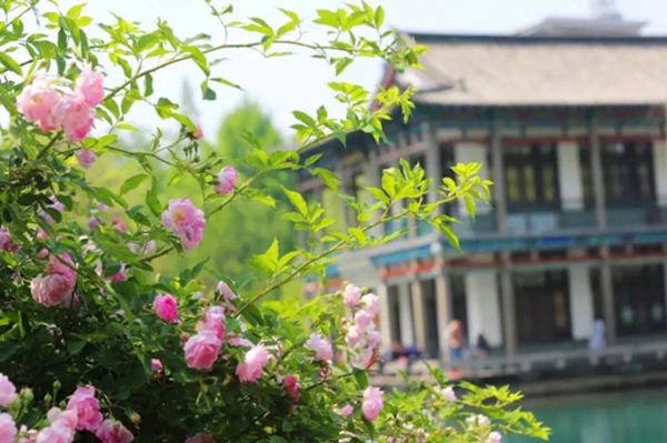 Blooming Chinese roses add beauty to Jinan