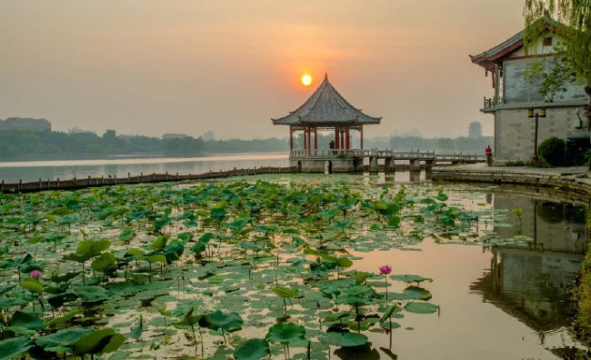 Blooming lotus flowers add color to Jinan