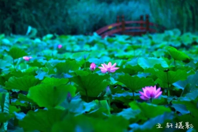 Blooming lotus flowers add color to Jinan