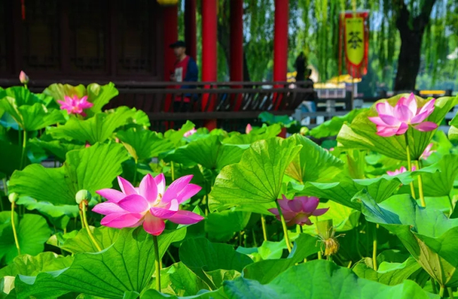 Annual lotus blossom art festival underway until Aug 14