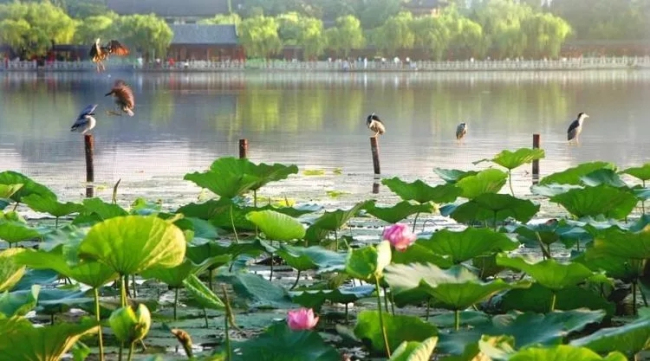 Annual lotus blossom art festival underway until Aug 14