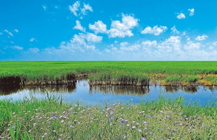 Yellow River estuary area offers vivid visual delights