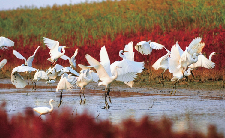 Yellow River estuary area offers vivid visual delights