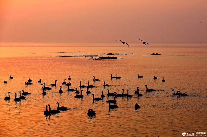 Whooper swans to migrate as season changes in Weihai