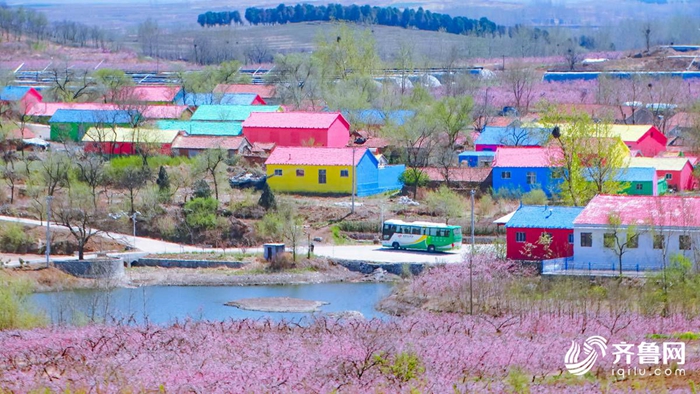 Spring flowers add vitality to Shandong