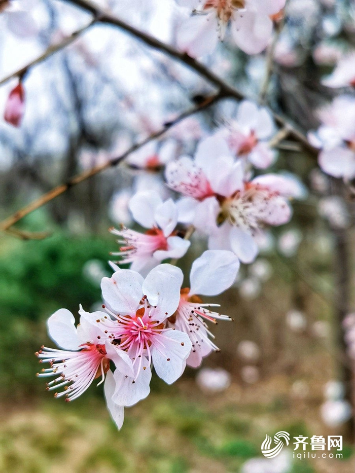 Spring flowers add vitality to Shandong