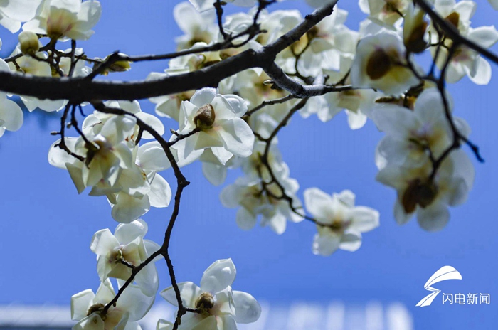 Spring flowers add vitality to Shandong