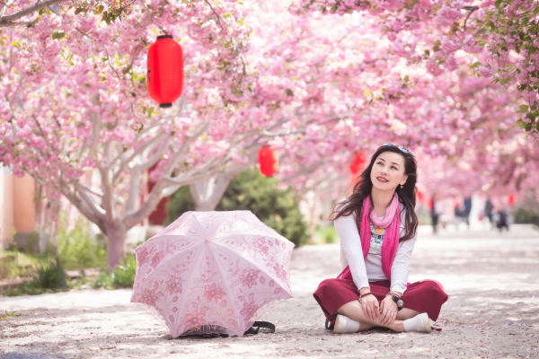 Cherry blossoms blanket Laiyang, Yantai