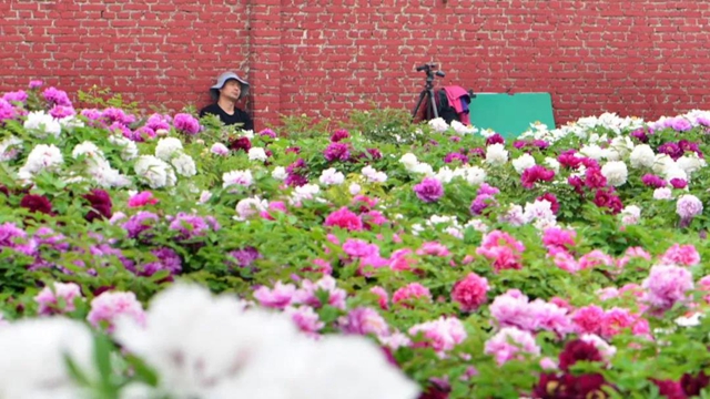 A photographer's love for peonies