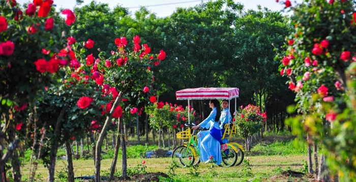 Admiring blooming Chinese roses in Taierzhuang ancient town