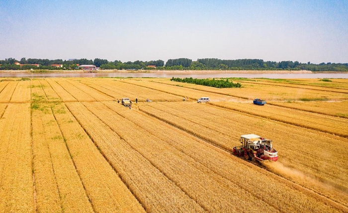 Wheat harvest kicks off in Dongying