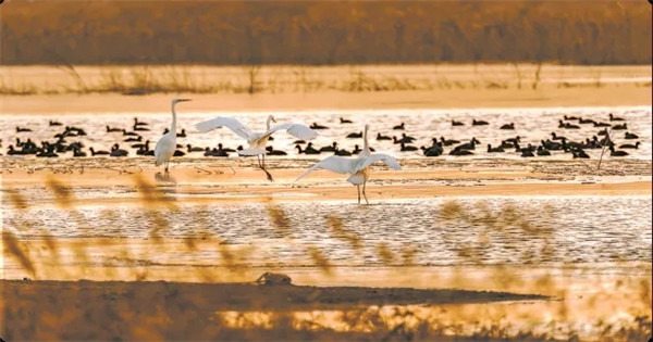 Discover beautiful Shandong along the Yellow River